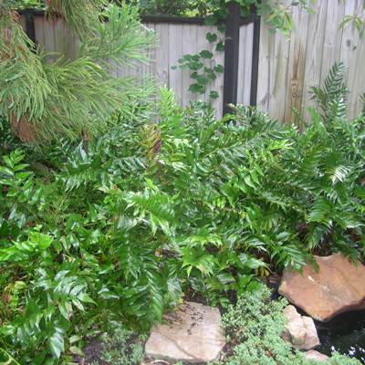 Japanese Holly Fern